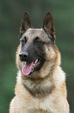 MALINOIS 571